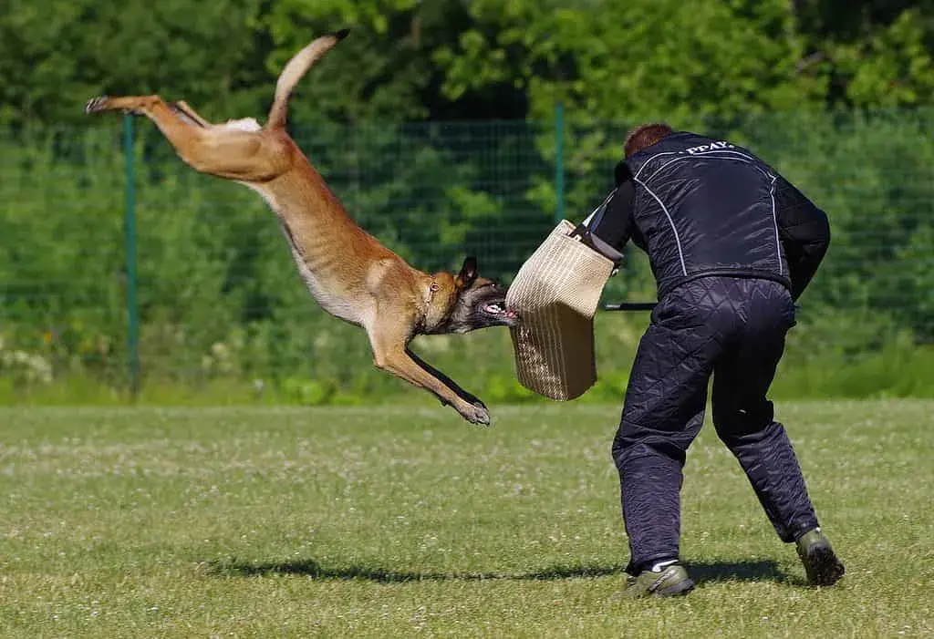 Kompletne szkolenie owczarka belgijskiego malinois - od szczeniaka do PSA