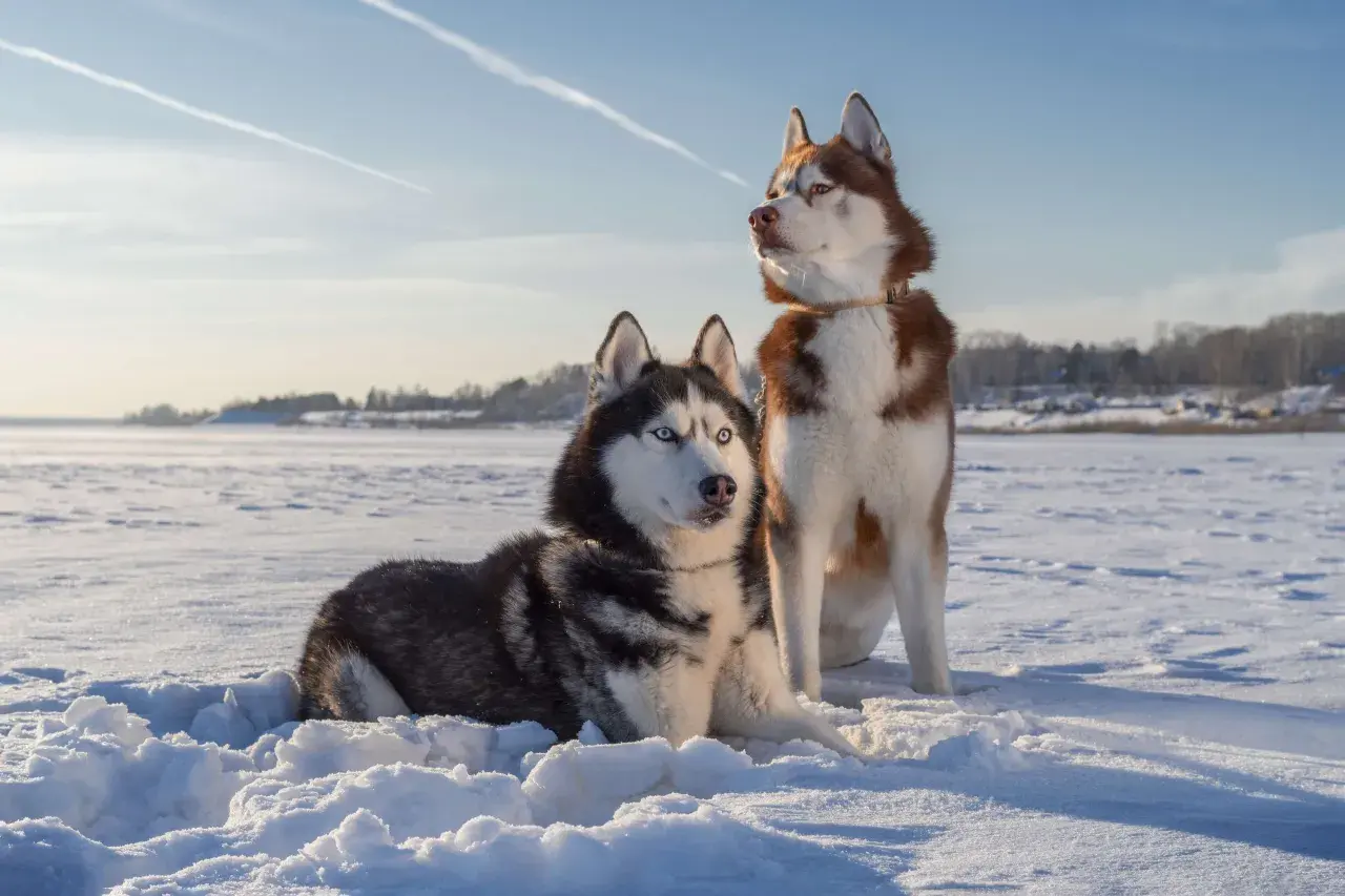 Czy husky jest dobry dla dzieci? Wady i zalety tej rasy w rodzinie