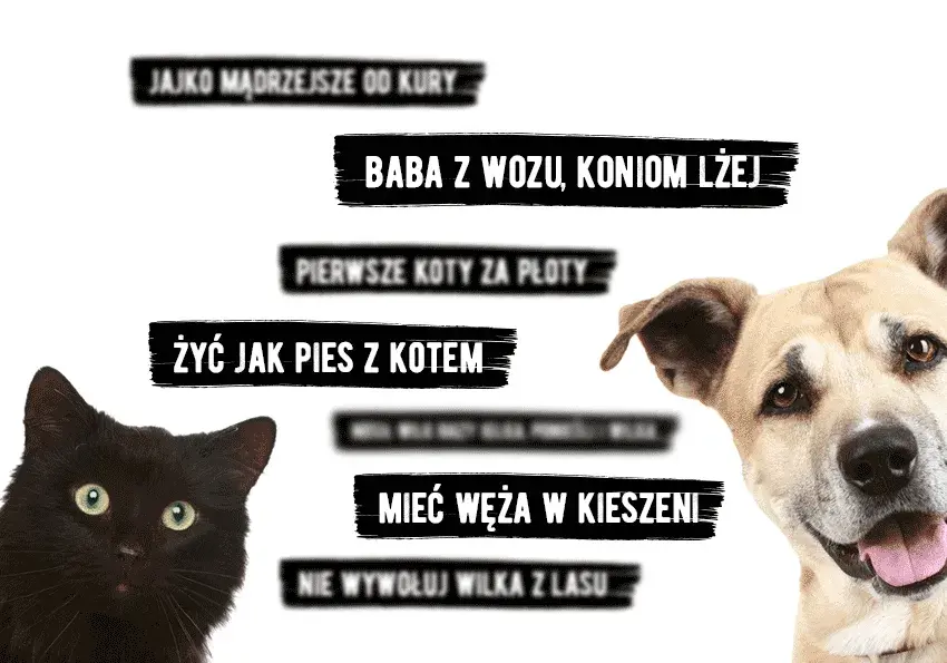 Frazeologizmy ze zwierzętami: odkryj ich znaczenie i zastosowanie