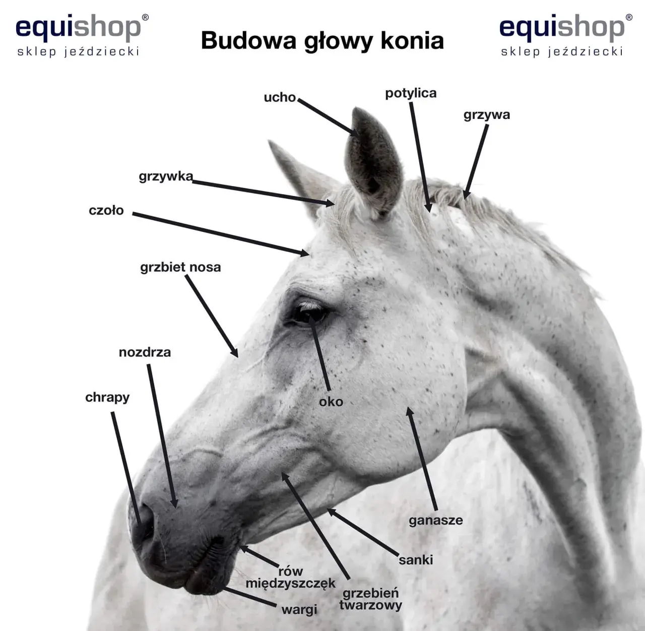 Nozdrza konia: Kluczowy element anatomii i oddychania wierzchowca