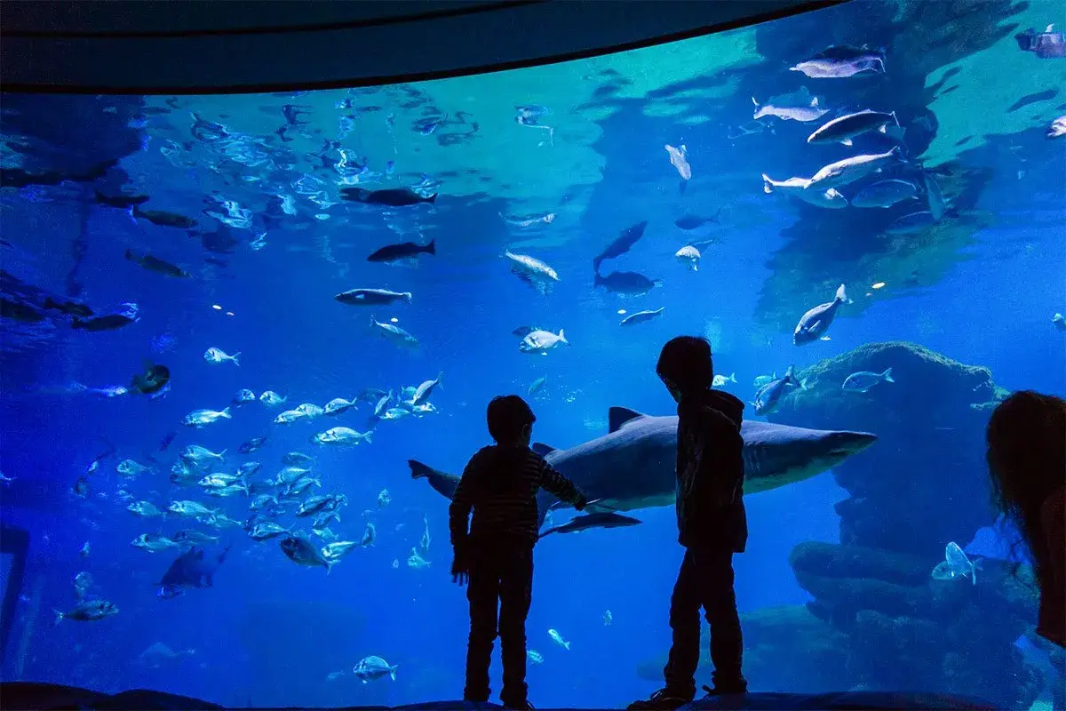 Oceanarium Majorka - fascynujące morski świat i atrakcje w Palma