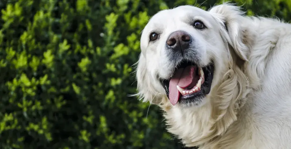 Czy golden retriever ma sierść czy włosy? Odkryj prawdę o jego futrze