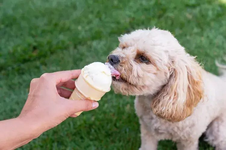 Czy pies może jeść lody? Bezpieczne lody dla psów i zdrowe alternatywy
