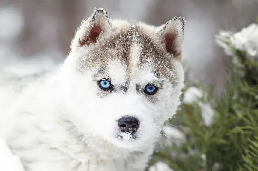 Psy jak husky: małe rasy, które zachwycają wyglądem i charakterem