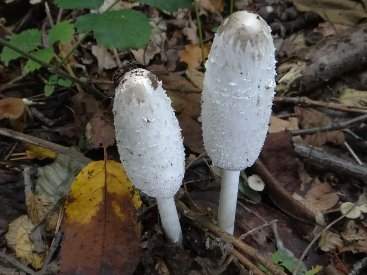 Coprinus - poznaj właściwości zdrowotne i kulinarne czernidłaka kołpakowatego