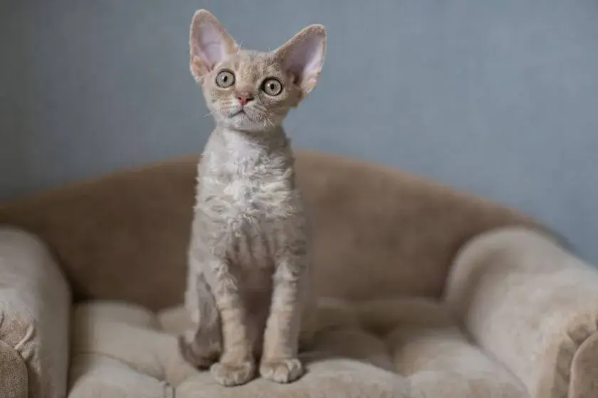 Gdzie znaleźć koty Devon Rex w Zachodniopomorskiem – najlepsze hodowle