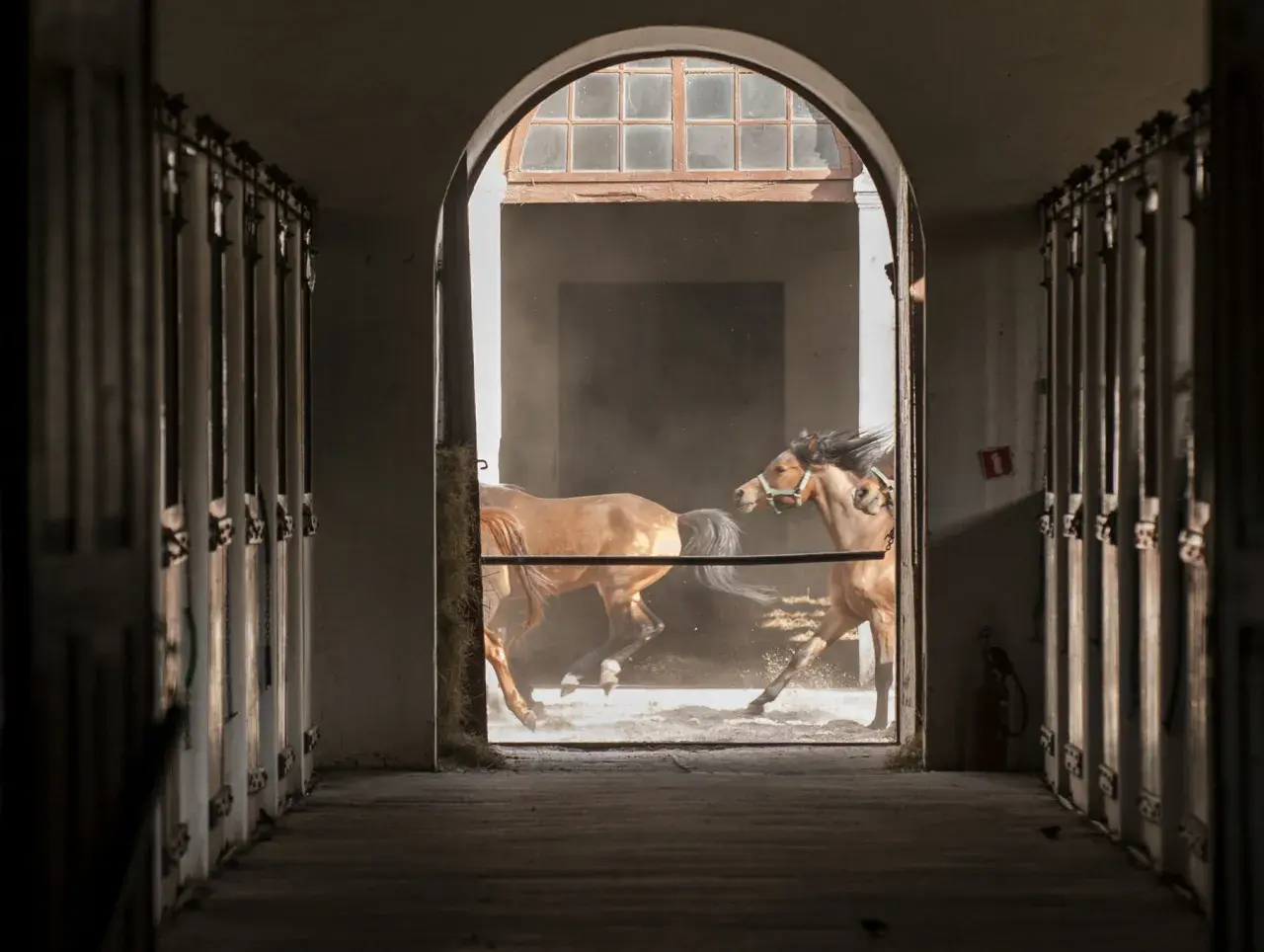 W stadninie koni caballo dwa kare konie galopują przez zakurzone wnętrze, ich grzywy rozwiewają się na wietrze.