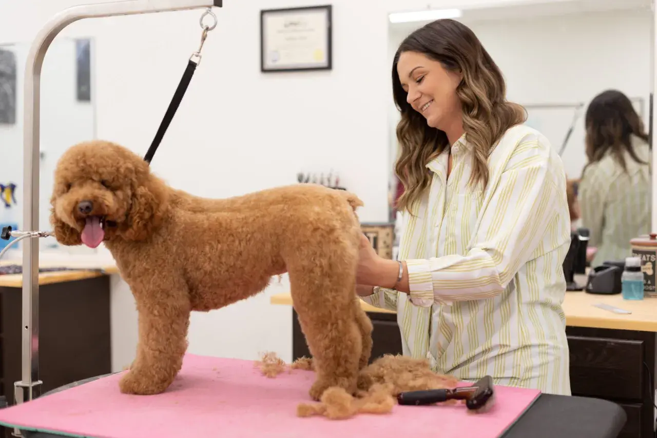 Una peluquera sonríe mientras arregla a un caniche pelado de color caramelo en una mesa de aseo.