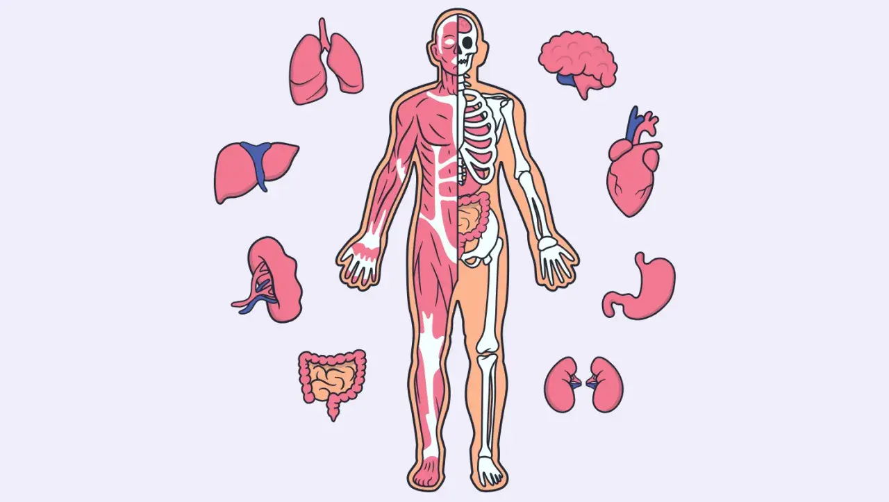 Ilustracja przedstawia ludzką anatomię z organami: płucami, wątrobą, nerkami, jelitami, mózgiem, sercem i żołądkiem.