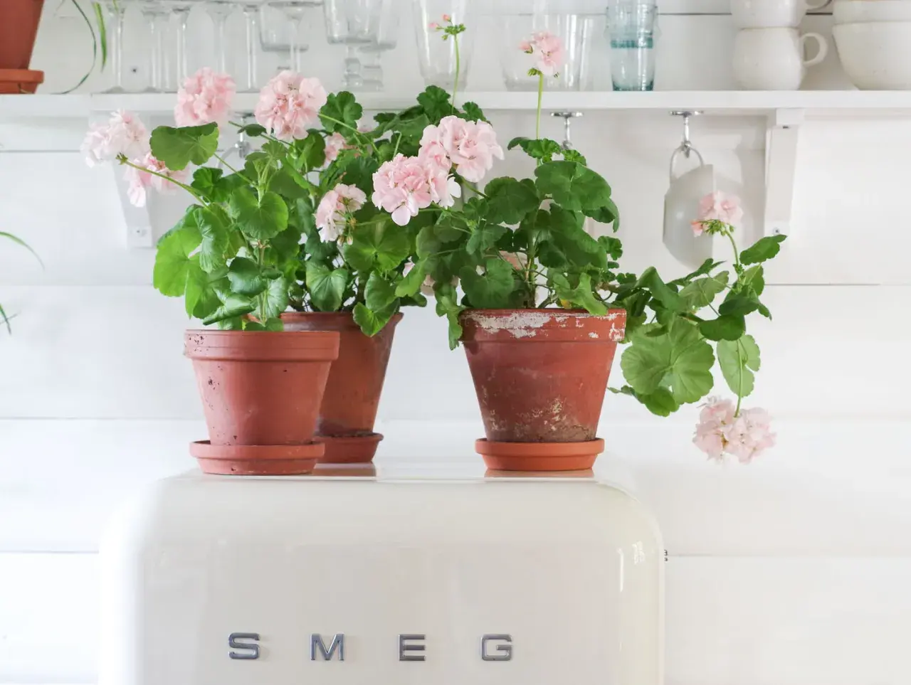 Vackra rosa pelargoner i terrakottakrukor. Här finns bilder och namn på pelargoner som ger sommarkänsla.