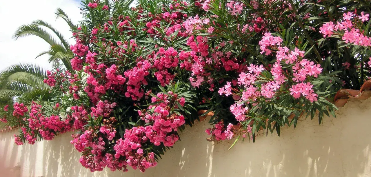 Un magnifique arbuste méditerranéen débordant de fleurs roses vives, avec des palmiers en arrière-plan.