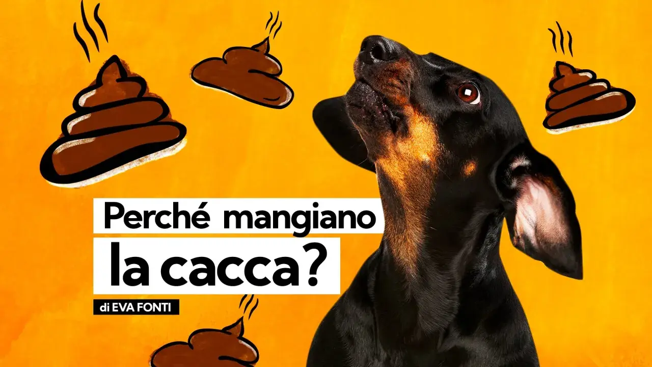 Un cane nero guarda in alto, circondato da disegni di cacca. Il testo chiede: "Perché mangiano la cacca?". Non c'è motivo di preoccuparsi se il cane non fa la cacca.