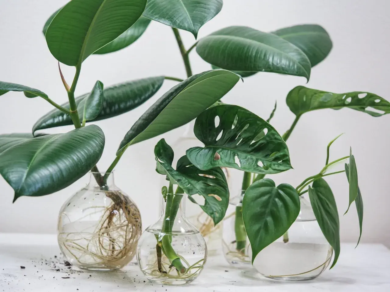 Flera gröna växtsticklingar med rötter i glasvaser. En ficus och en monstera växer till sig, redo att ta sticklingar.