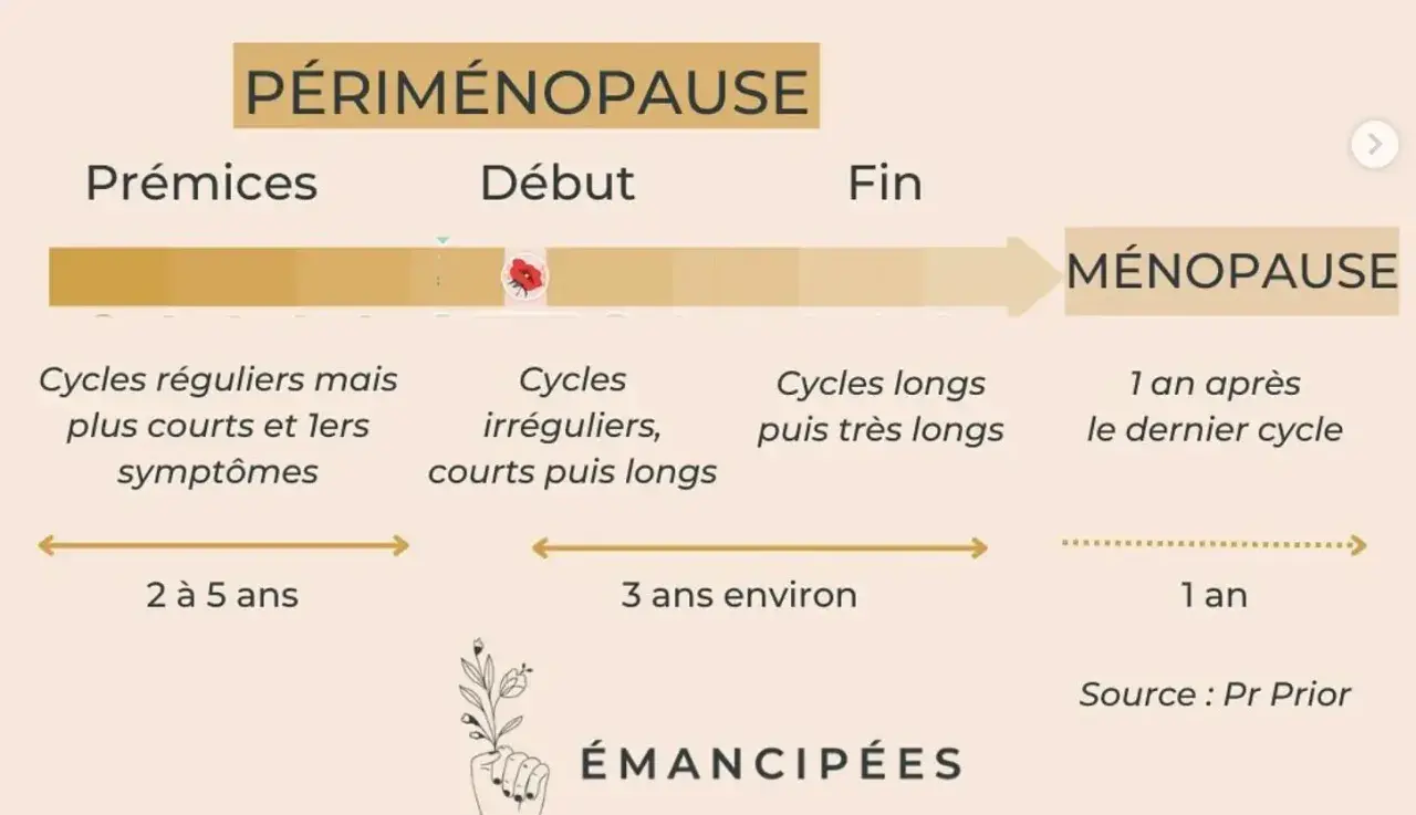 Schéma de la périménopause : prémices (cycles courts, 1ers symptômes, manque d'oestrogène), début (cycles irréguliers), fin (cycles longs) et ménopause.