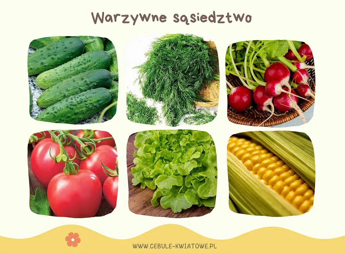 Ogórki, koperek, rzodkiewka, pomidory, sałata i kukurydza. Dowiedz się, jakie warzywa sadzić obok siebie dla najlepszych plonów.