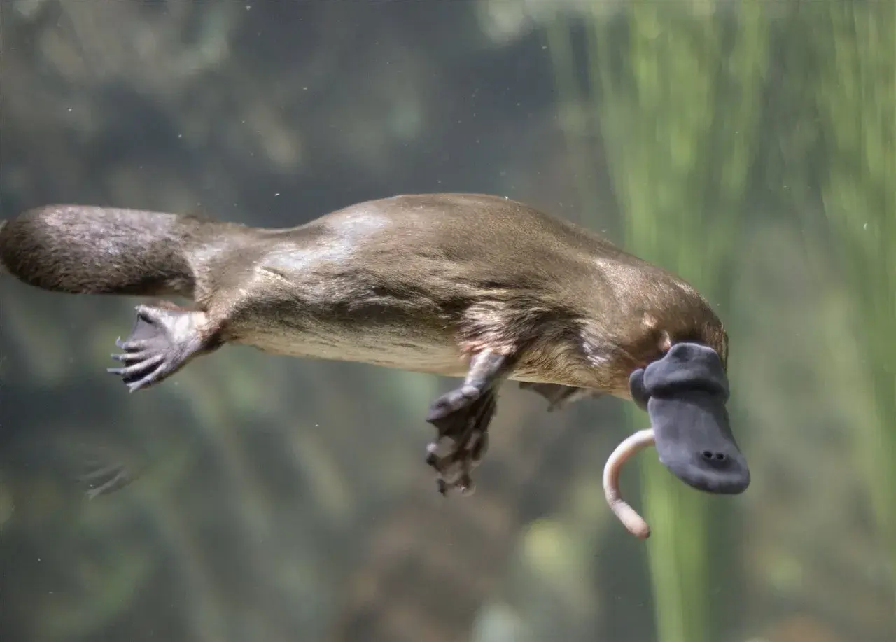 Un ornitorrinco nada con su pico de pato y cola de castor. ¡Un animal lleno de curiosidades del ornitorrinco!