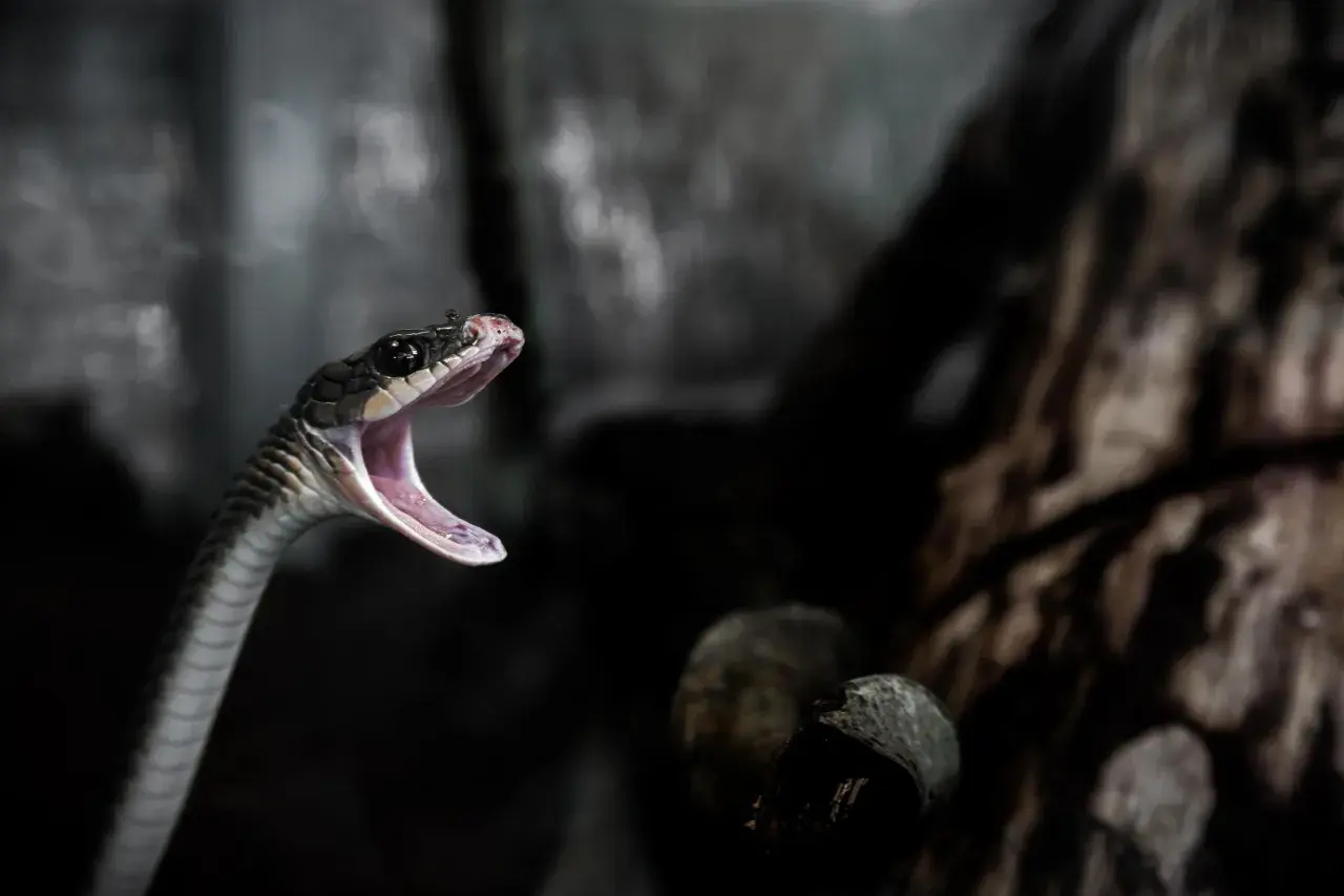 Serpiente con la boca abierta, como si soñar con serpientes que no te hacen nada fuera posible.