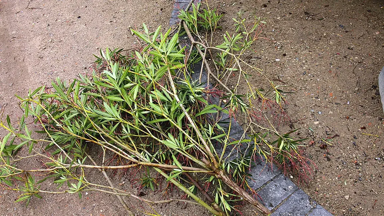 Abgeschnittene Oleander-Zweige liegen auf sandigem Boden neben einer Steinbegrenzung.