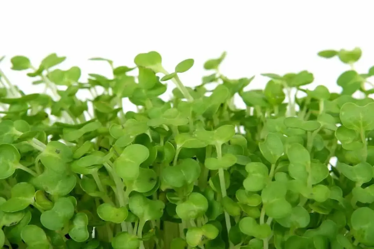 Germogli verdi e freschi di crescione insalata, pronti per arricchire ogni piatto con un tocco di sapore e salute.