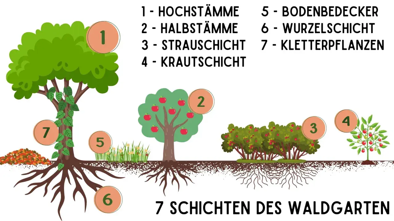 Illustration zeigt, wie man einen Waldgarten anlegt: Hochstämme, Bäume, Sträucher, Kräuter, Bodendecker, Wurzeln und Kletterpflanzen.
