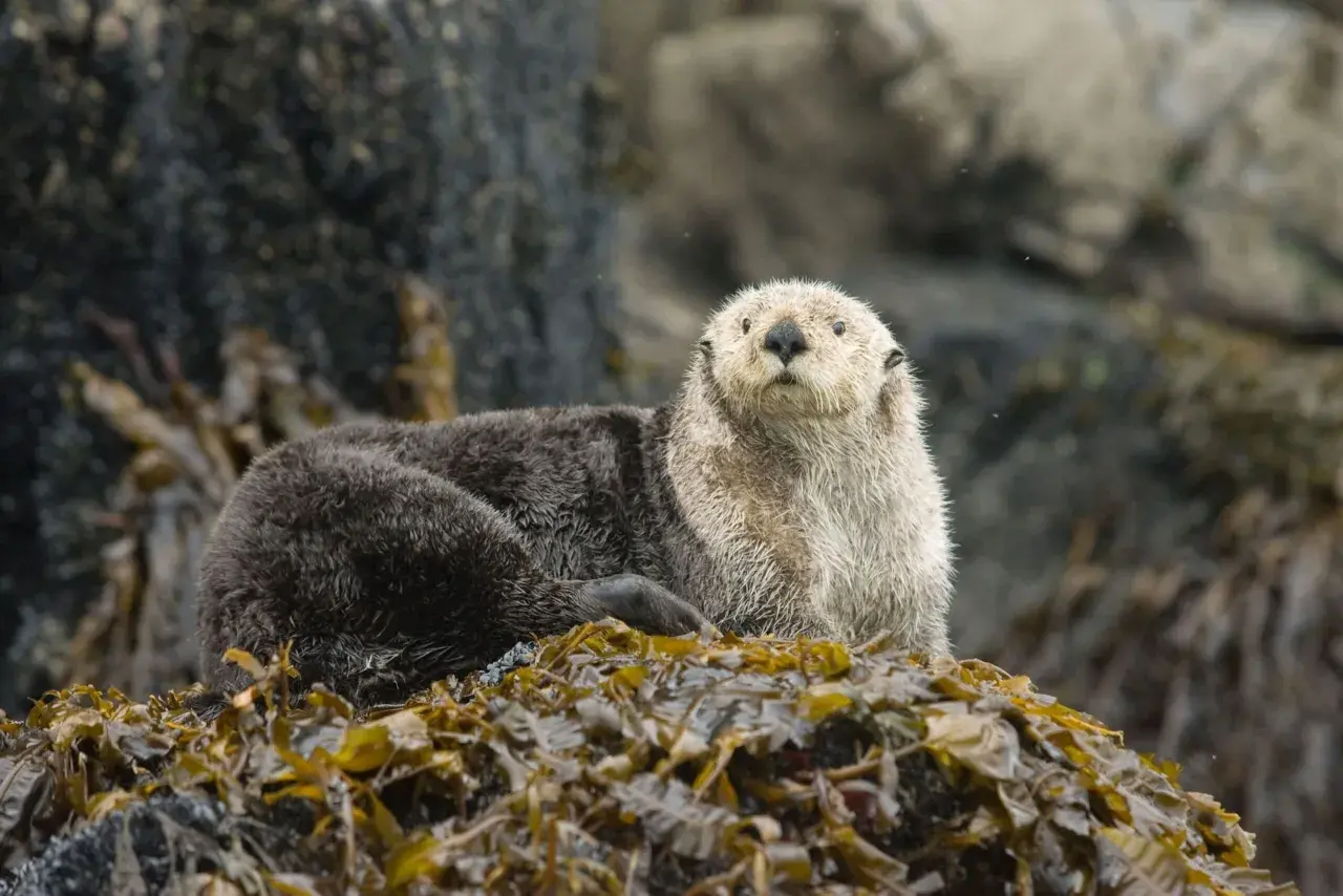 Ein Otter sitzt auf Seetang. Gibt es Otter in Deutschland? Ja, Fischotter leben in Deutschland.