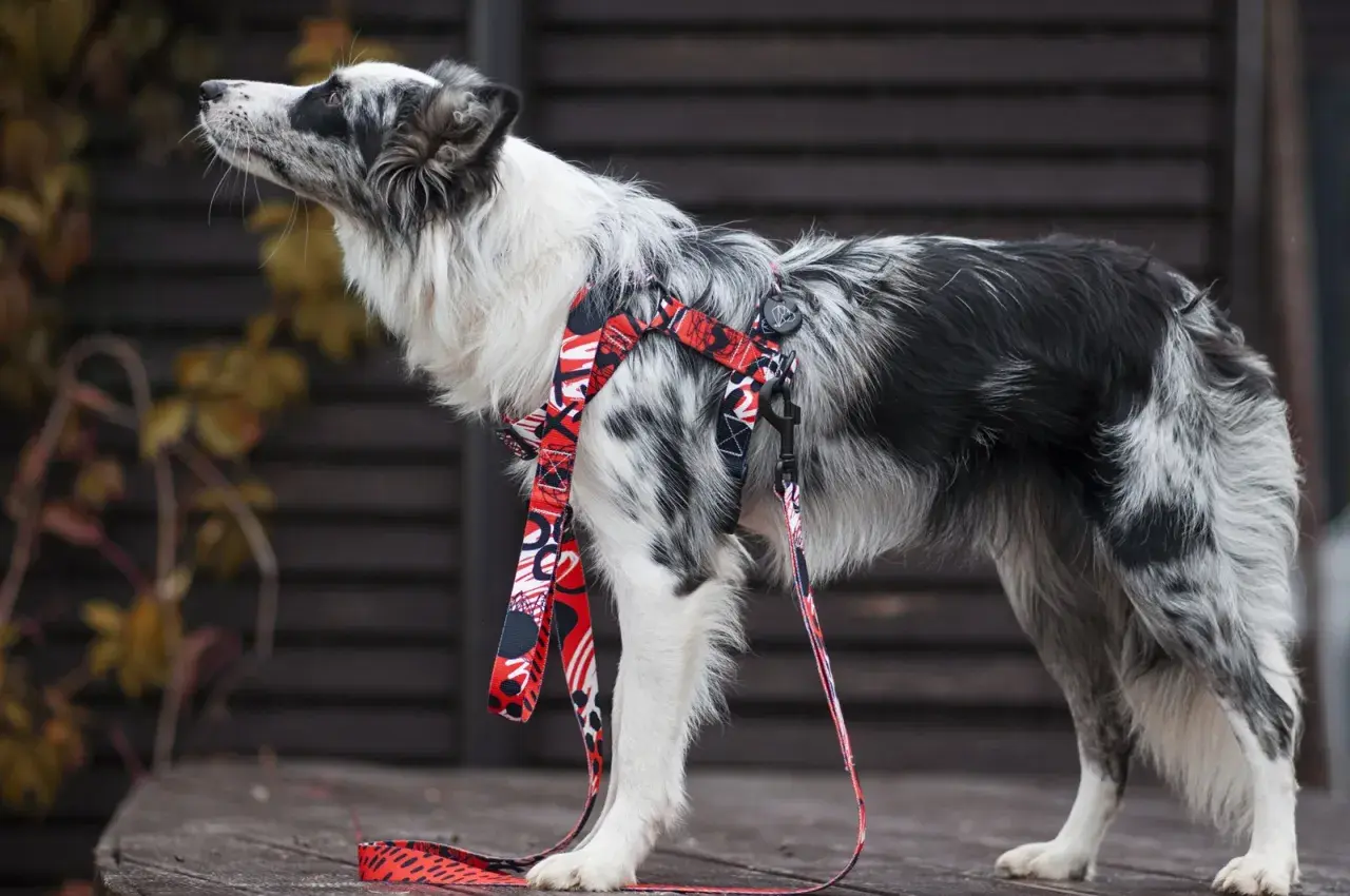 Elegancki border collie w czerwonych szelkach z kolorowym wzorem, gotowy na spacer.