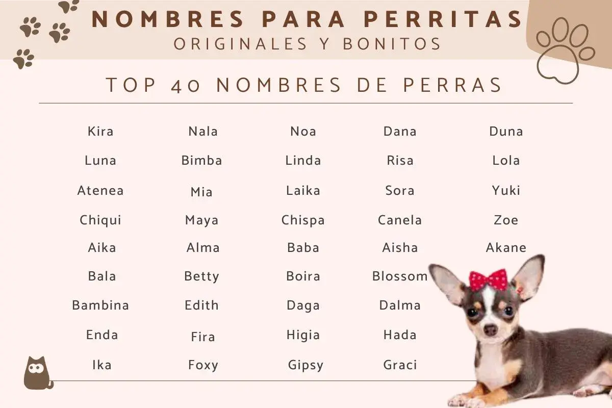 Lista TOP 40 imion dla małego psa, od Kira po Graci. Uroczy piesek z kokardką.