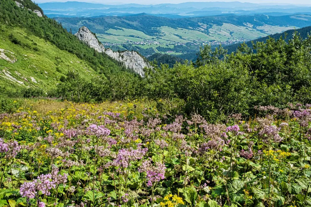 Łąka pełna fioletowych i żółtych roślin górskich, z zielonymi zboczami i doliną w tle.
