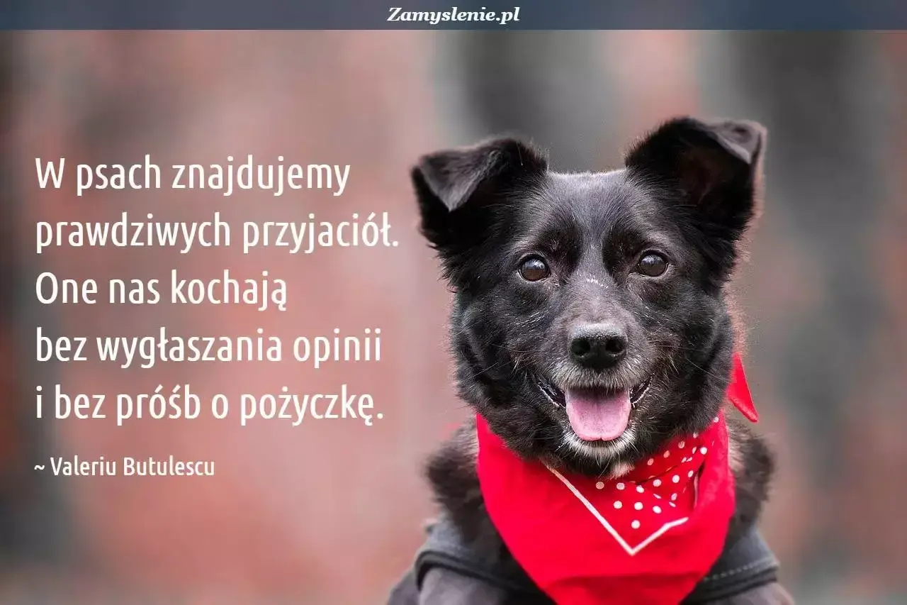 Czarny pies w czerwonej bandanie, ilustrujący cytaty o psach: "W psach znajdujemy prawdziwych przyjaciół. One nas kochają bez wygłaszania opinii i bez próśb o pożyczkę.