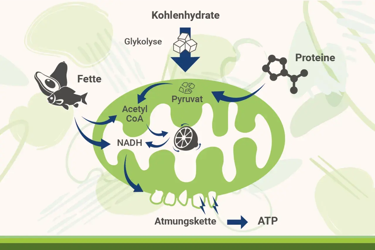 Schema zeigt, wie Fette, Kohlenhydrate und Proteine in Pyruvat umgewandelt werden, das dann über die Atmungskette zu ATP, der Energie der Zelle, führt.