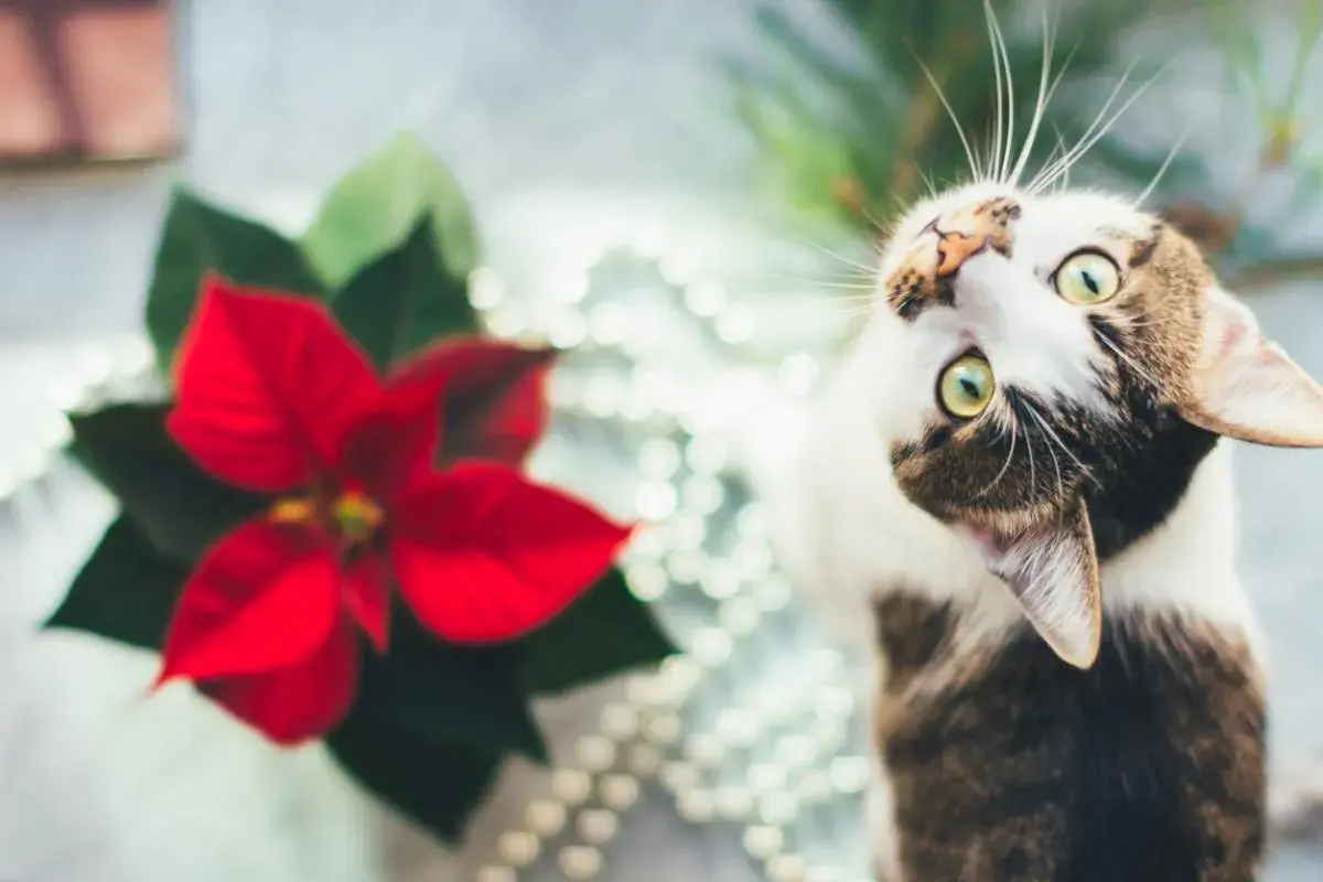 Gato curioso cerca de una flor de pascua tóxica para gatos.