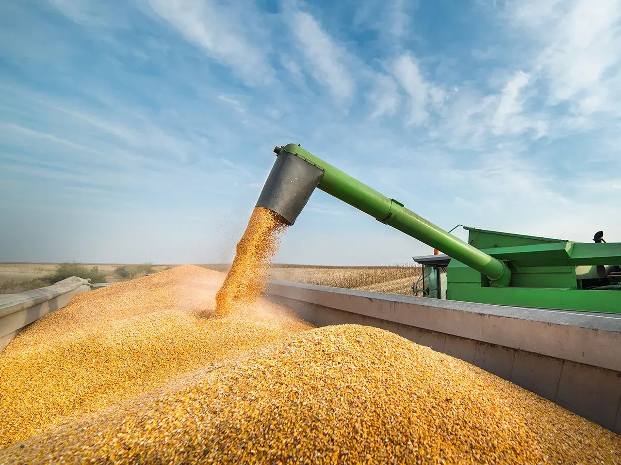 Récolte de maïs en été : une moissonneuse déverse des grains dorés dans une remorque sous un ciel bleu.