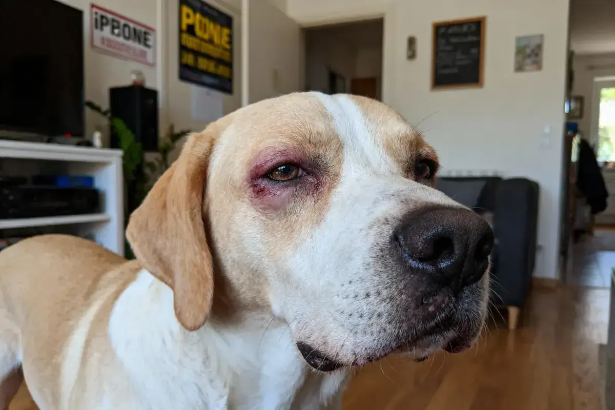 Chien avec œdème de Quincke à l'œil. Recherche de traitement naturel pour soulager son inconfort.