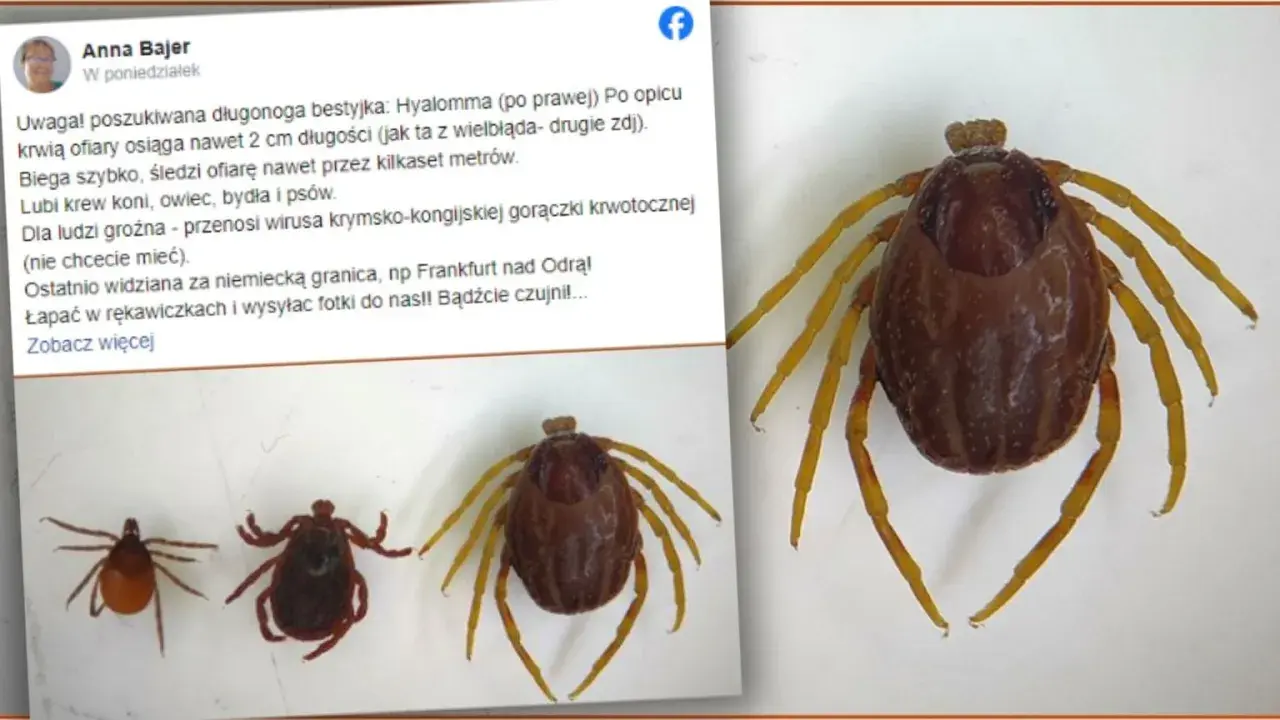Duży kleszcz afrykański Hyalomma, groźny przenosiciel chorób, widziany ostatnio za granicą.