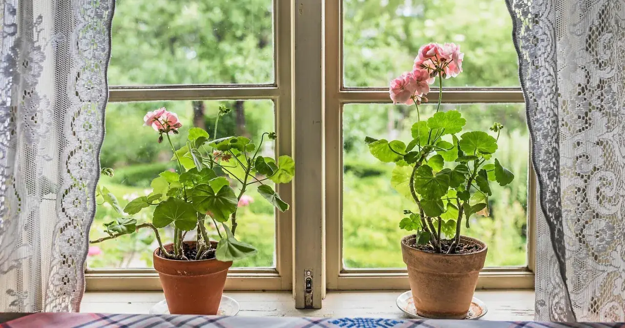 Två pelargoner i krukor på en fönsterbräda, redo för vattning. Utanför fönstret syns en grönskande trädgård.