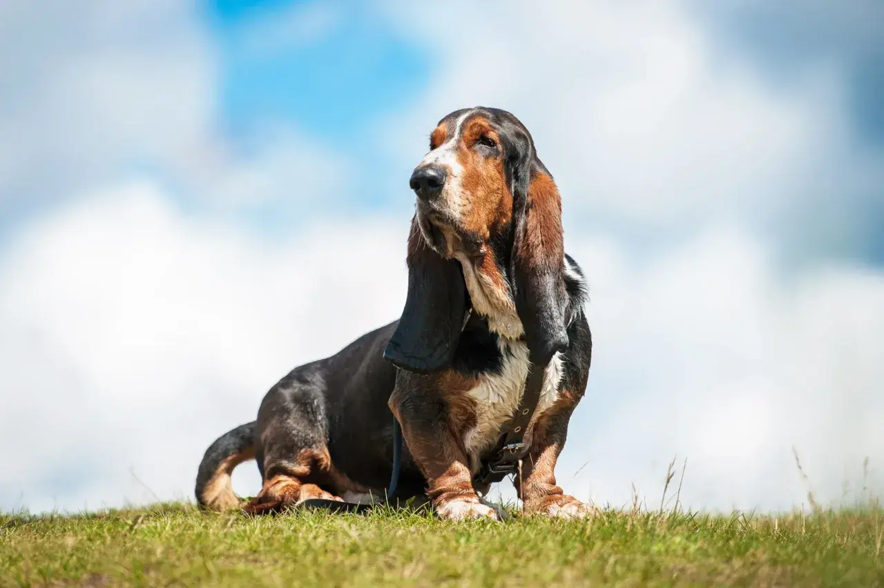 Mały pies myśliwski, basset hound, siedzi na trawie pod błękitnym niebem z chmurami.