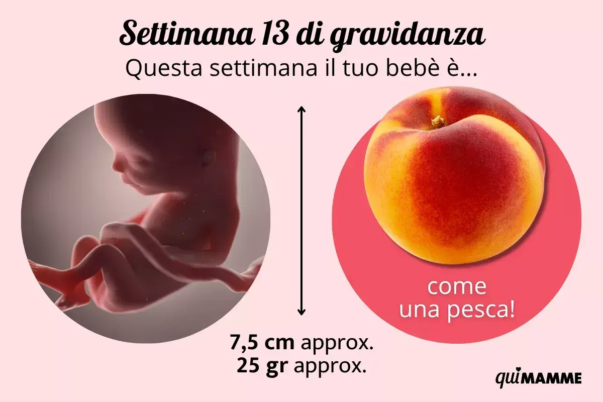 Bebè di 13 settimana di gravidanza, grande come una pesca. Misura 7,5 cm e pesa 25 gr.