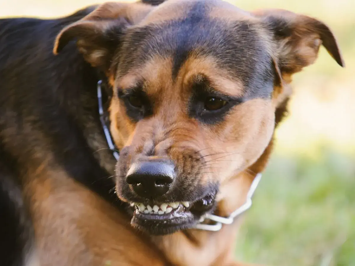 Ein wütender Hund knurrt mich an, seine Zähne sind gefletscht.