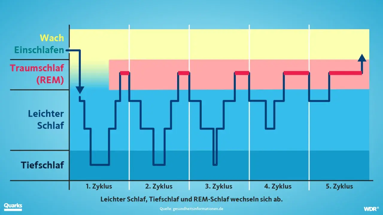 Grafik zeigt, welche Schlafphasen es gibt: Wach, Leichtschlaf, Tiefschlaf und Traumschlaf (REM). Diese wechseln sich zyklisch ab.
