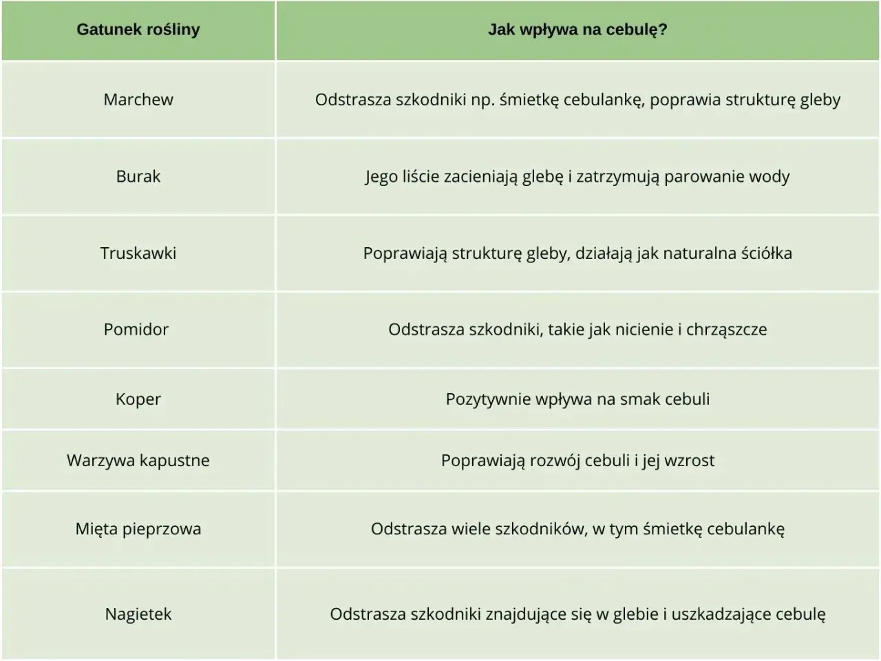 Tabela podpowiada, co sadzić obok cebuli: marchew, burak, truskawki, pomidor, koper, warzywa kapustne, mięta, nagietek.