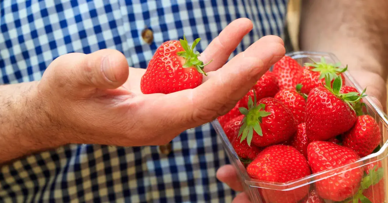 Ręka trzymająca dojrzałą truskawkę nad plastikowym pojemnikiem pełnym soczystych owoców. Idealna cena za te letnie przysmaki.