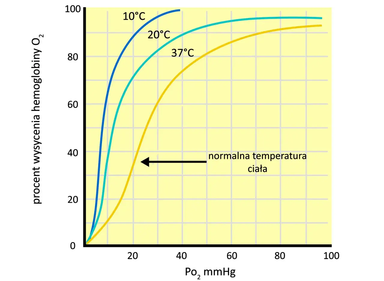 Wykres pokazuje efekt Bohra: im wyższa temperatura, tym niższe wysycenie hemoglobiny tlenem. Oddychanie jest efektywniejsze w niższych temperaturach.