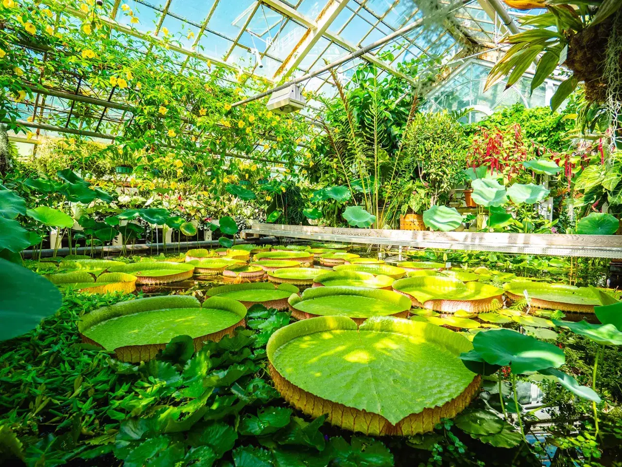 Wielkie lilie wodne w szklarni, jak w krakowskim oceanarium. Tropikalna roślinność i żółte kwiaty pod szklanym dachem.