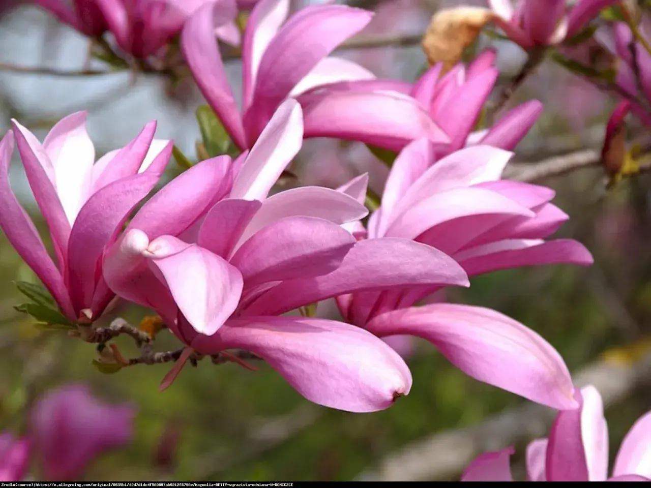 Magnolia Betty rozkwita w pełnej krasie, jej różowe płatki delikatnie się otwierają, zapraszając do podziwu.