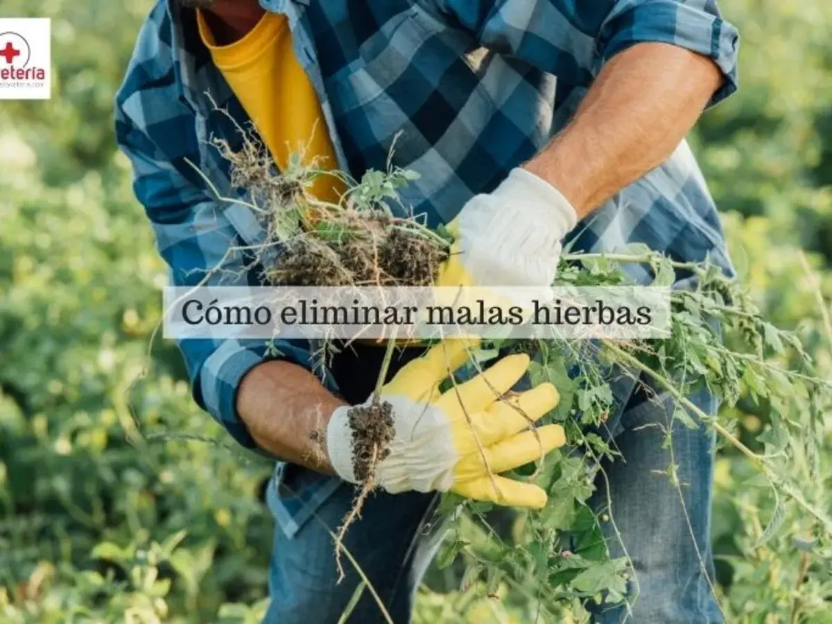 Hombre con guantes amarillos y blancos arranca malas hierbas de raíz. Aprende cómo eliminar malas hierbas para siempre y mantén tu jardín impecable.