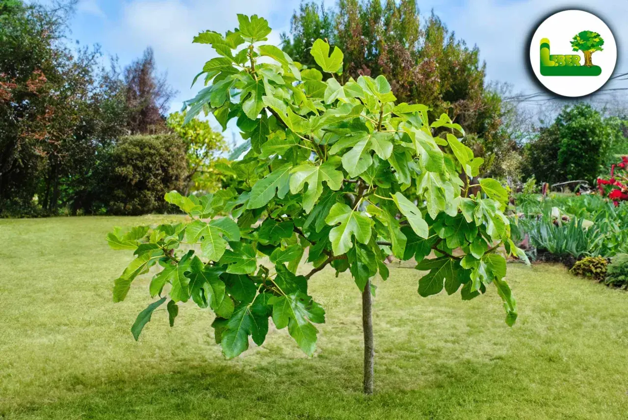 Ein junger Feigenbaum mit großen, grünen Blättern steht auf einer gepflegten Rasenfläche. Der ideale Feigenbaum Standort ist sonnig und geschützt.