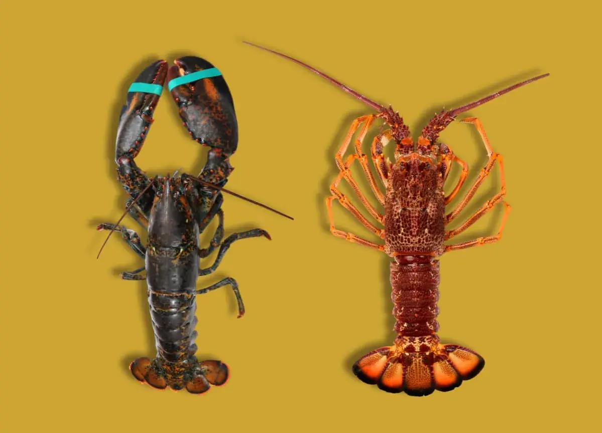 Dos mariscos parecidos a la langosta, uno oscuro con pinzas y otro anaranjado, posan sobre fondo amarillo.