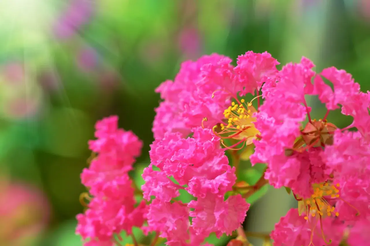 Lagerstroemia w gruncie w Polsce? Tak! Poradnik zimowania