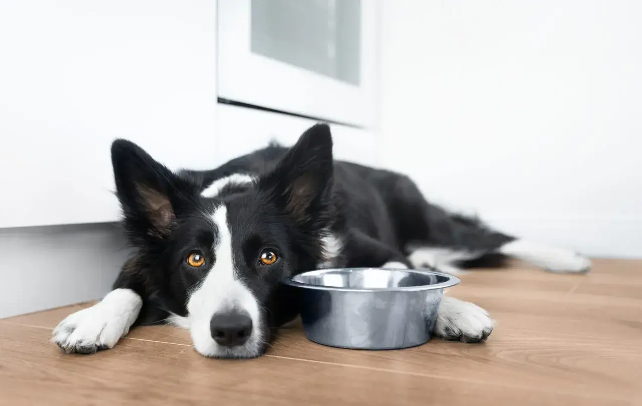 Smutny border collie czarny leży obok pustej miski, czekając na jedzenie.