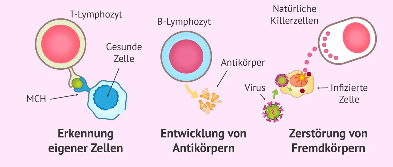 Immunabwehr: T-Zellen erkennen eigene Zellen, B-Zellen bilden Antikörper, natürliche Killerzellen zerstören infizierte Zellen. Dendritische Zellen spielen eine Rolle bei der Aktivierung.